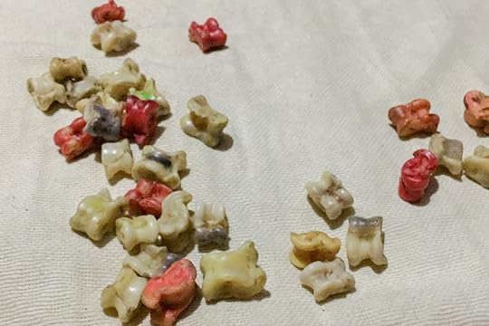 Shagai from Mongolia