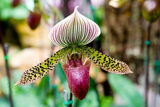 Lady slipper orchid