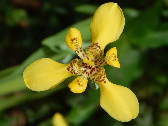 Cuban Orchid, Camaguey