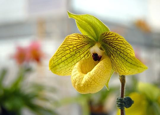 Yellow Lady's Slipper orchid