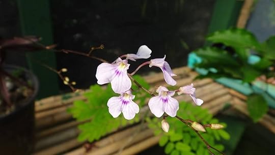 Light purple orchid at the Monteverde Orchid Garden