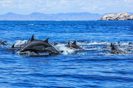 Dolphins jumping in the water in Baja California