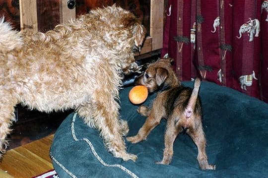 Tiny Philly hanging on to toy while much larger Conan tries to take it.