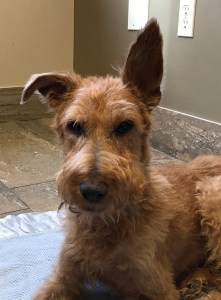 Philomena the Irish Terrier