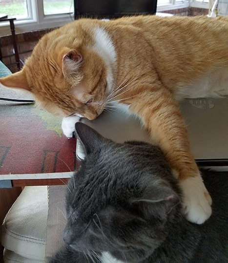 cute-kitties