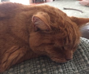 This Is What To Do When Bad Things Sprout Legs by @MConnollyAuthor #legs #bad #things 