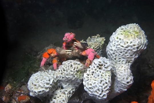 Decorator crab 9298 2 cm2