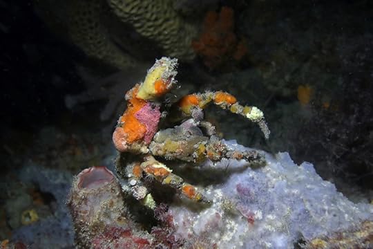 Decorator crab_9358 2 cm