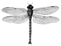 vintage dragonfly drawing
