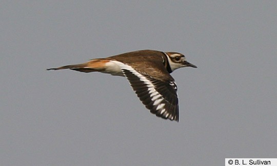 Killdeer
