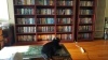 Glass table with cat and neat bookcases