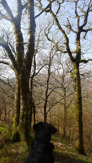 Watcher on the hillside