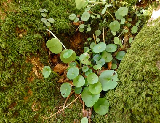In the hollow of a tree