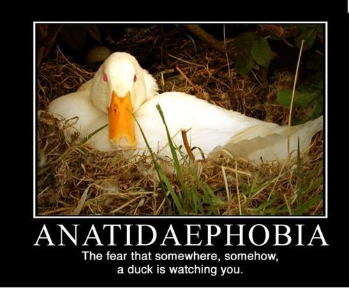 Image result for phobia of ducks images