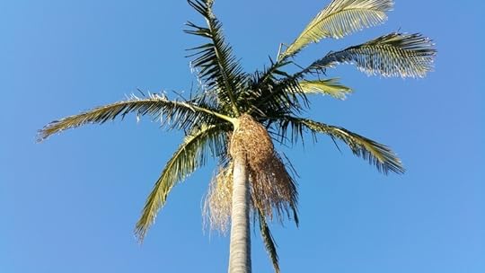 palm tree