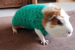 Guinea pig in green jumper