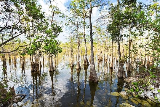 Bald Cypress Trees in a Florida Swamp