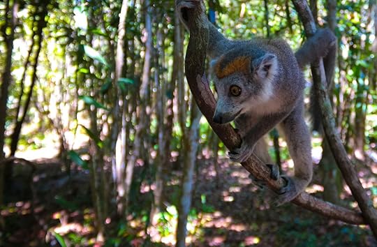 Portrait of crowned lemur at the tree in Atsinanana region, Madagascar