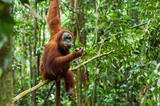 Orangutan in the wild forests of Sumatra