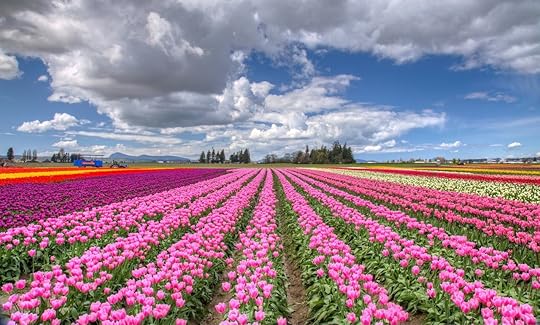 Colorful tulip landscape