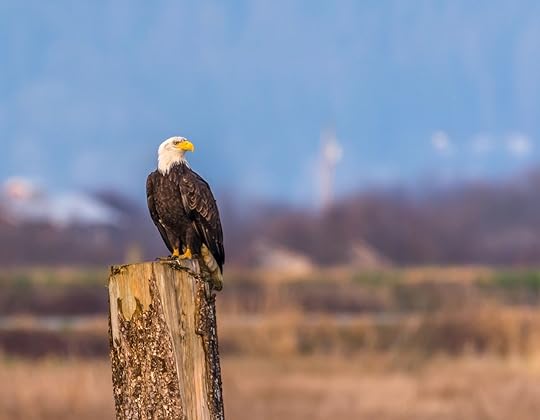 Adult bald eagle