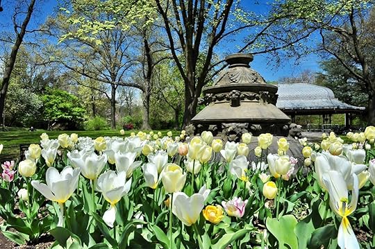 Tulips Blooming in Prospect Park in Brooklyn NY