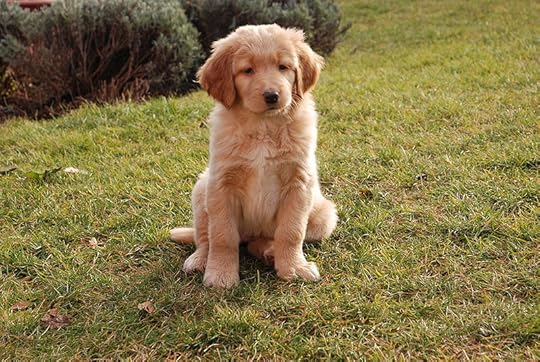 File:7weeks old.JPG