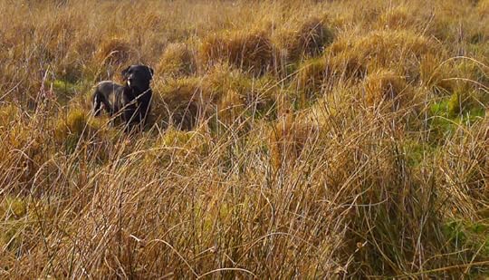 Hound on the Commons 7