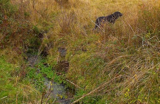 Hound on the Commons 3