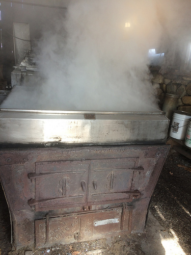boiling maple sap, Westhampton, MA