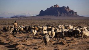 Irene Bennalley walks her herd of Navajo-Churro sheep out to grazing land where extreme drought has gripped the Four Corners region near Two Grey Hills, New Mexico. Brian van der Brug / Los Angeles Times