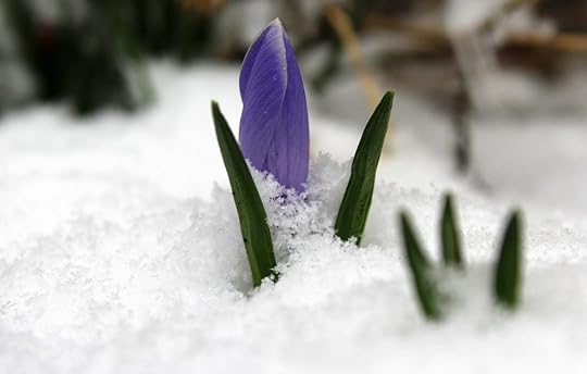 krokus - March New Releases - www.patriciabaileyauthor.com