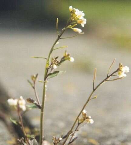 Two genomes can be better than one for evolutionary adaptation, study finds