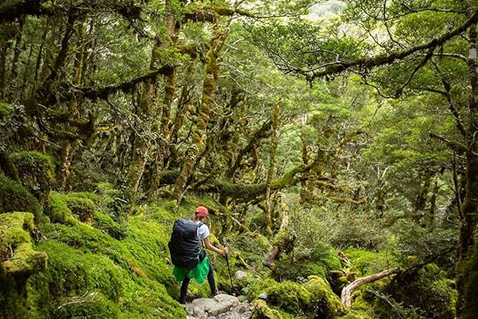 Hiker with backpack walking in native beech forest on Routeburn Track, New Zealand