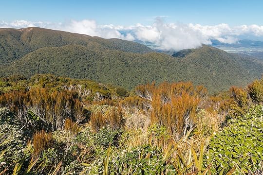 temperate rainforest in Paparoa National Park, West Coast, South Island, New Zealand