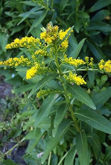 File:Solidago sempervirens L. (ASTERACEAE), Flor de Cubres.jpg
