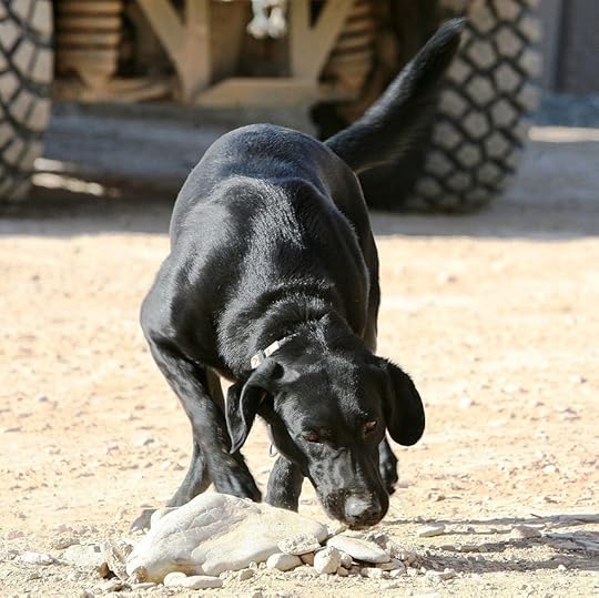 Boogy, a military working dog
