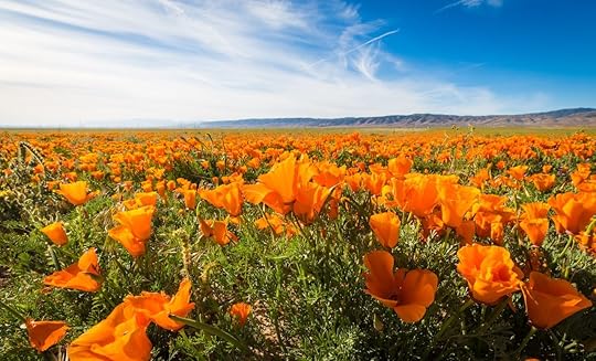 California Golden Poppies blooming wild in a field in the Antelope Valley