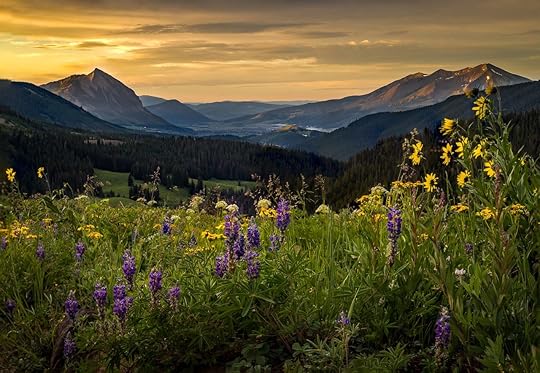 Wildflower field above Crested Butte at sunrise