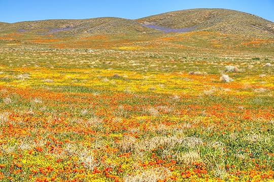 Blooming Antelope Valley in California