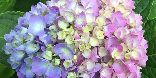Two Tone Hydrangea