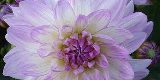 Dahlia
