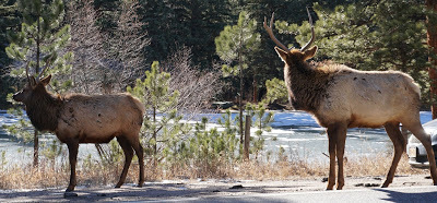 A picture of two elk standing the road near Estes Park, Colorado