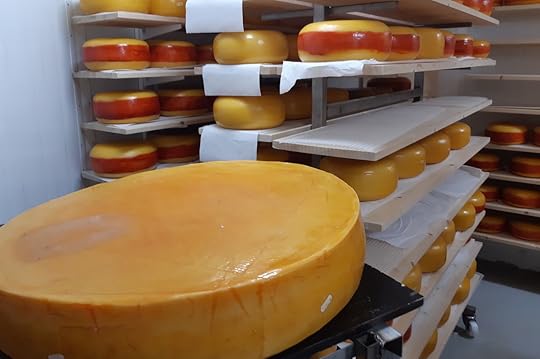 Large wheen of aged Fanaost cheese with smaller wheels in the background