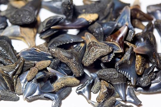 Close up of a pile of shark teeth
