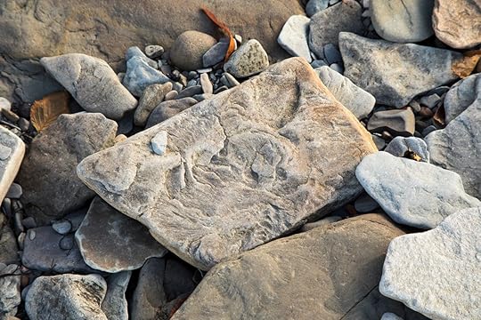Fossilized stone at World Heritage SIte Joggins Fossil Cliffs, Nova Scotia, Canada
