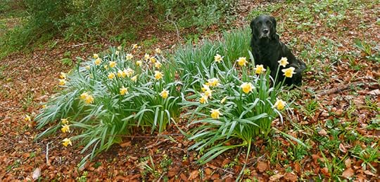 Wild daffodils and hound