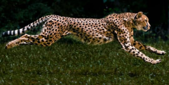 Cheetahs on the Edge still shot-- Greg Wilson