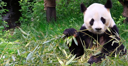  photo panda pic 2.jpg