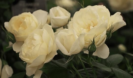 The Vanessa Bell rose